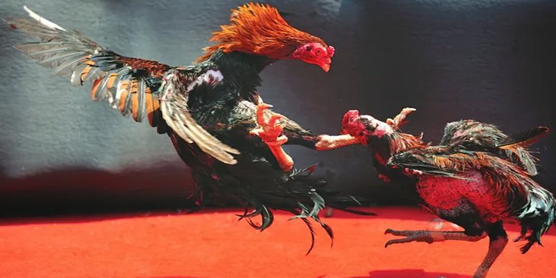 123b123b c1 gà chọi