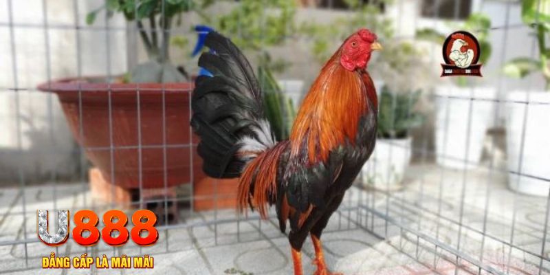 123b123b game máy bay nổ hũ