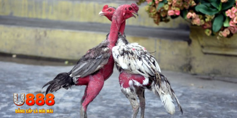 123b123b bắn cá đổi thưởng