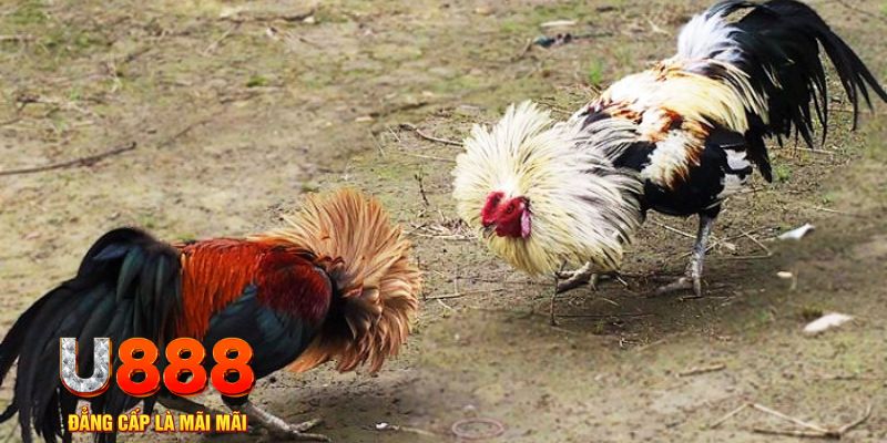 123b123b game nổ hũ là gì